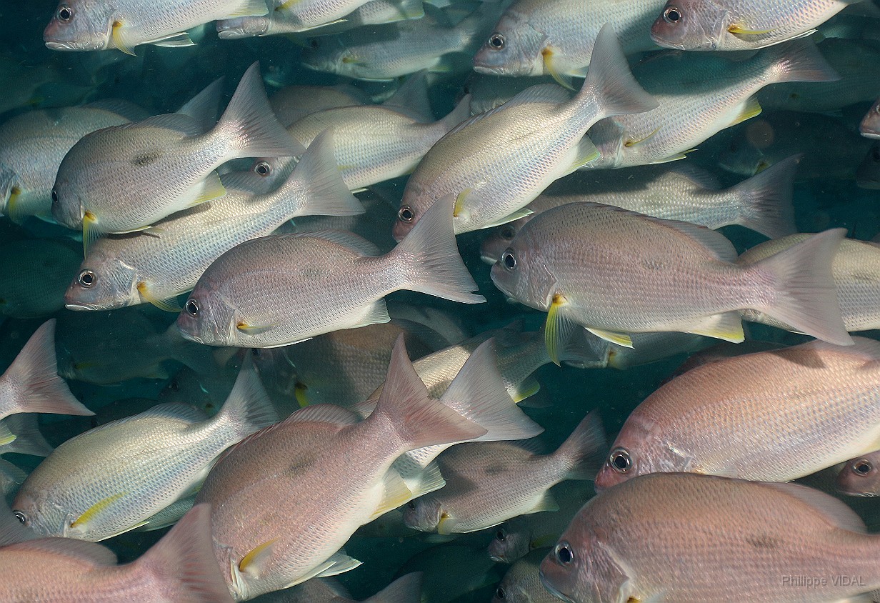 Thailand 2015 - Ko Tao - Vivaneau Hublot - Lutjanus russellii _IMG_3706_rc.jpg